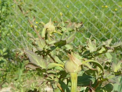 paeonia High Noon - primii boboci