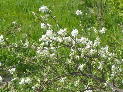 exochorda The Bride