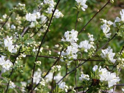 exochorda The Bride