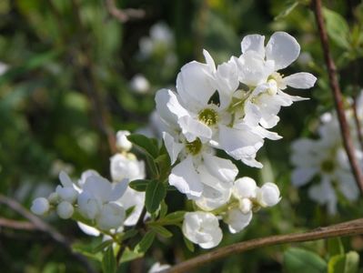 exochorda The Bride