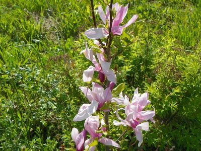 magnolia Leonard Messel