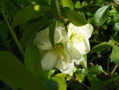 chaenomeles Yukigoten