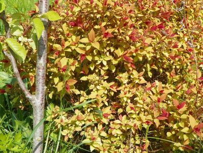 spiraea Magic Carpet