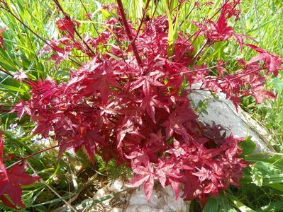 acer palmatum Beni Maiko