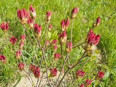 azalea Corneille