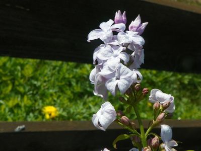 syringa Clark's Giant