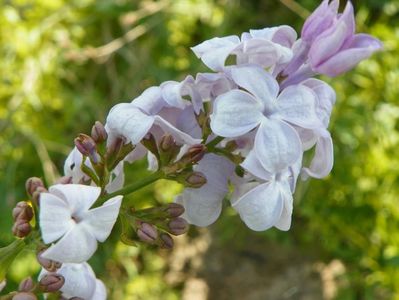 syringa Clark's Giant