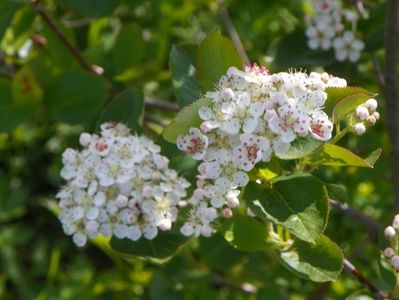 aronia Viking