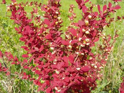 berberis Orange Rocket