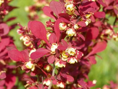 berberis Orange Rocket