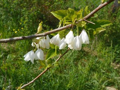 halesia carolina