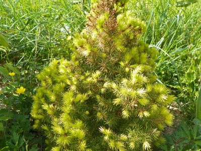 picea Daisy's White