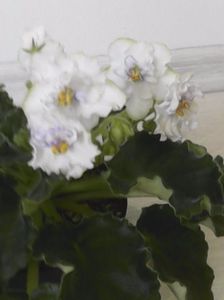 alb floare creata