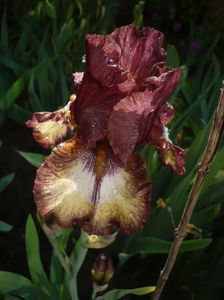 Burgundy brown