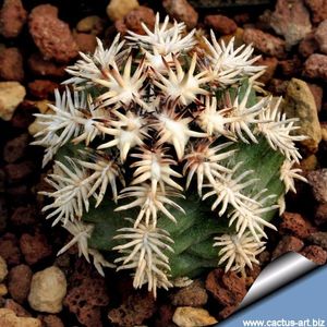 Echinocereus davisii brevispinus