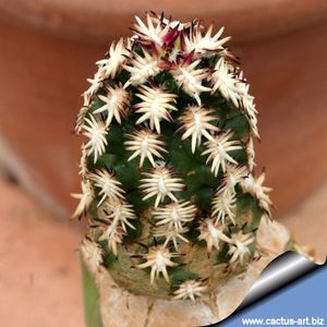 Echinocereus davisii brevispinus