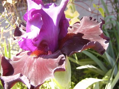 Iris Wild Wings