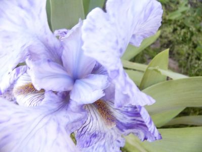 Iris Gnu Blues