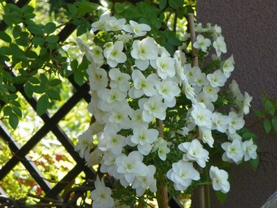 hydrangea quercifolia Snowflake