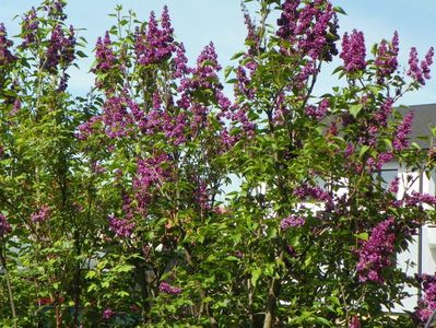 syringa Charles Joly