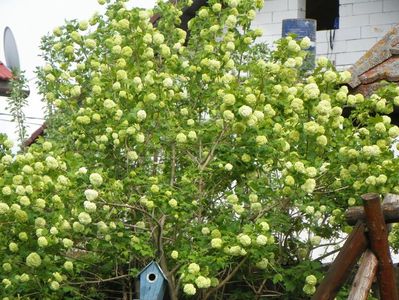 viburnum opulus Roseum