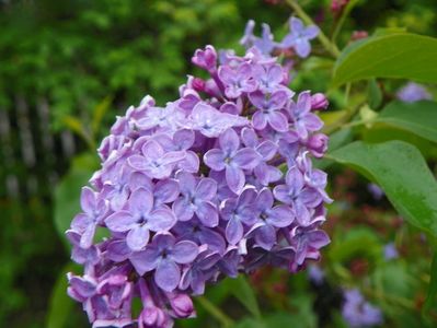 syringa vulgaris