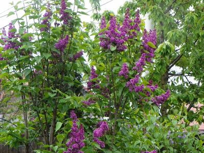 syringa Charles Joly