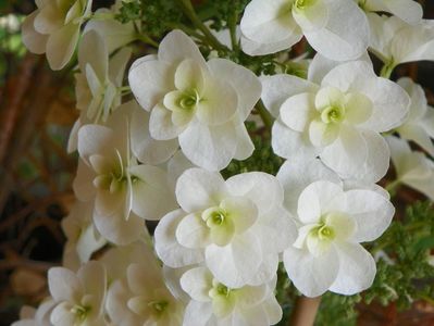 hydrangea quercifolia Snowflake