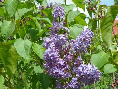 syringa vulgaris