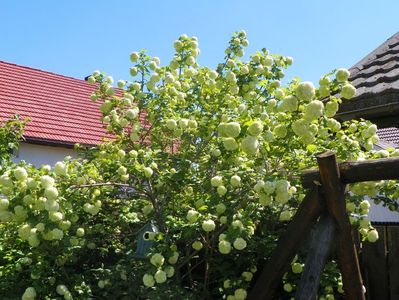 viburnum opulus Roseum