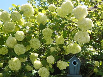 viburnum opulus Roseum