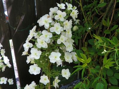 hydrangea quercifolia Snowflake