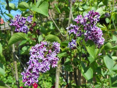 syringa Sensation