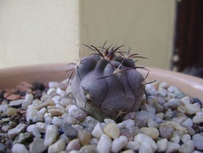 Acanthocalycium glaucum