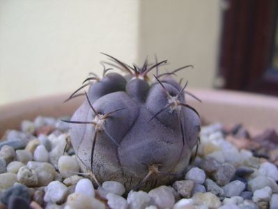 Acanthocalycium glaucum