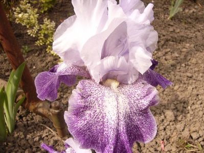 Iris Splashacata