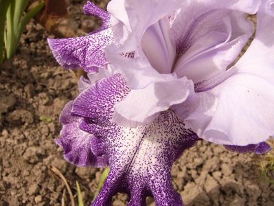 Iris Splashacata