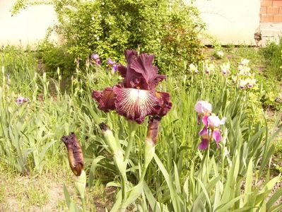 Iris Drama Queen