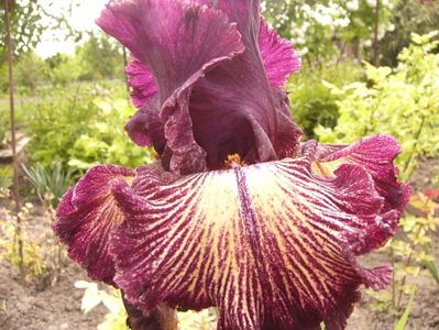 Iris Drama Queen