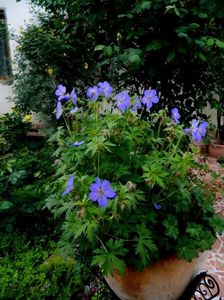 Geranium Rosanne