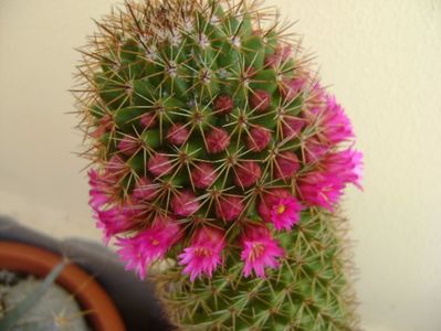 Mammillaria backebergiana