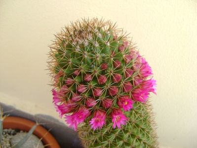 Mammillaria backebergiana