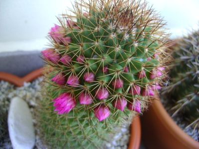 Mammillaria backebergiana