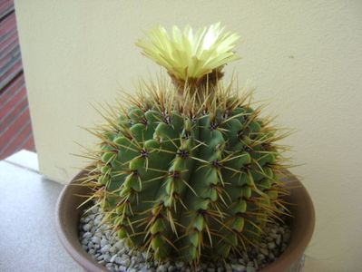 Notocactus buiningii