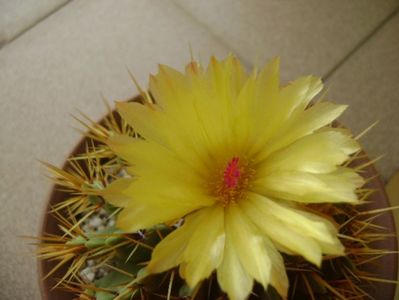 Notocactus buiningii