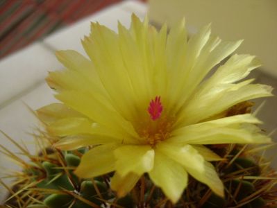 Notocactus buiningii