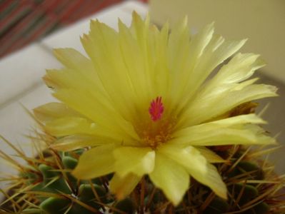 Notocactus buiningii