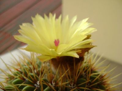 Notocactus buiningii