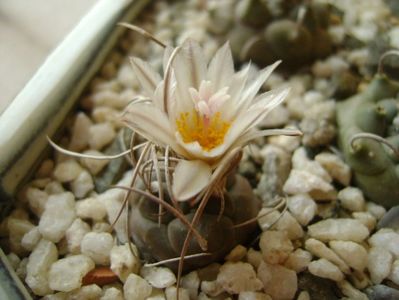 Turbinicarpus macrochele v. kupcakii