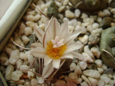 Turbinicarpus macrochele v. kupcakii